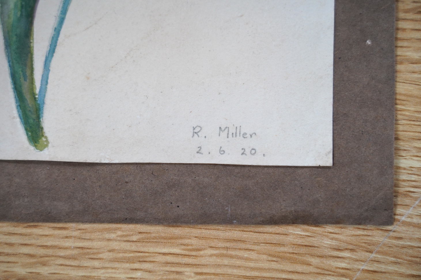 From the Studio of Fred Cuming. R. Miller, watercolour on card, 'Iris', signed, dated 2.6.20 and inscribed 'from nature', 38 x 23cm, unframed. Condition - poor to fair, some foxing